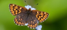Rare butterfly gets new home thanks to rail engineers