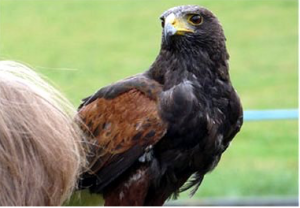 bird-of-pray-experience