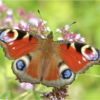 Britain’s favourite butterfly revealed in landmark poll – can you help with this year’s poll?